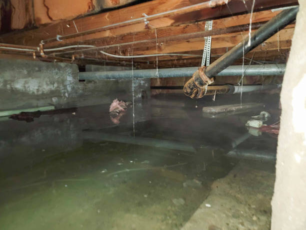 Best Water damage restoration mold remediation  in Rainsville, AL