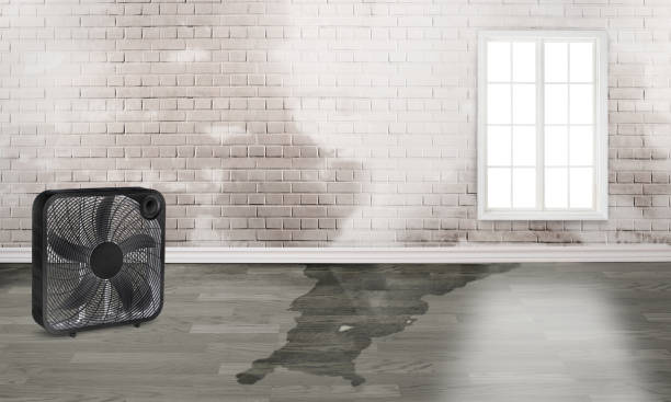 Best Flood damage cleanup  in Rainsville, AL